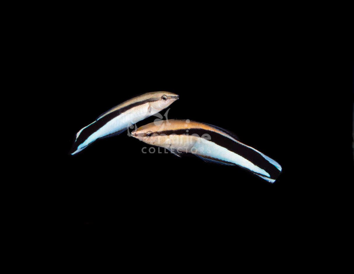 Blue Streak Cleaner Wrasse [PAIR] #1