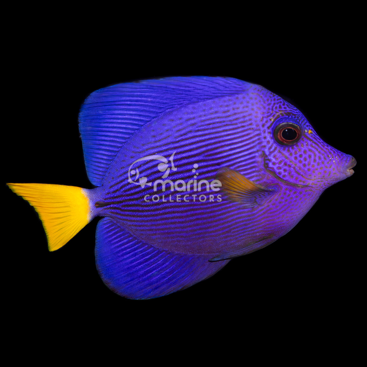 Purple Tang
