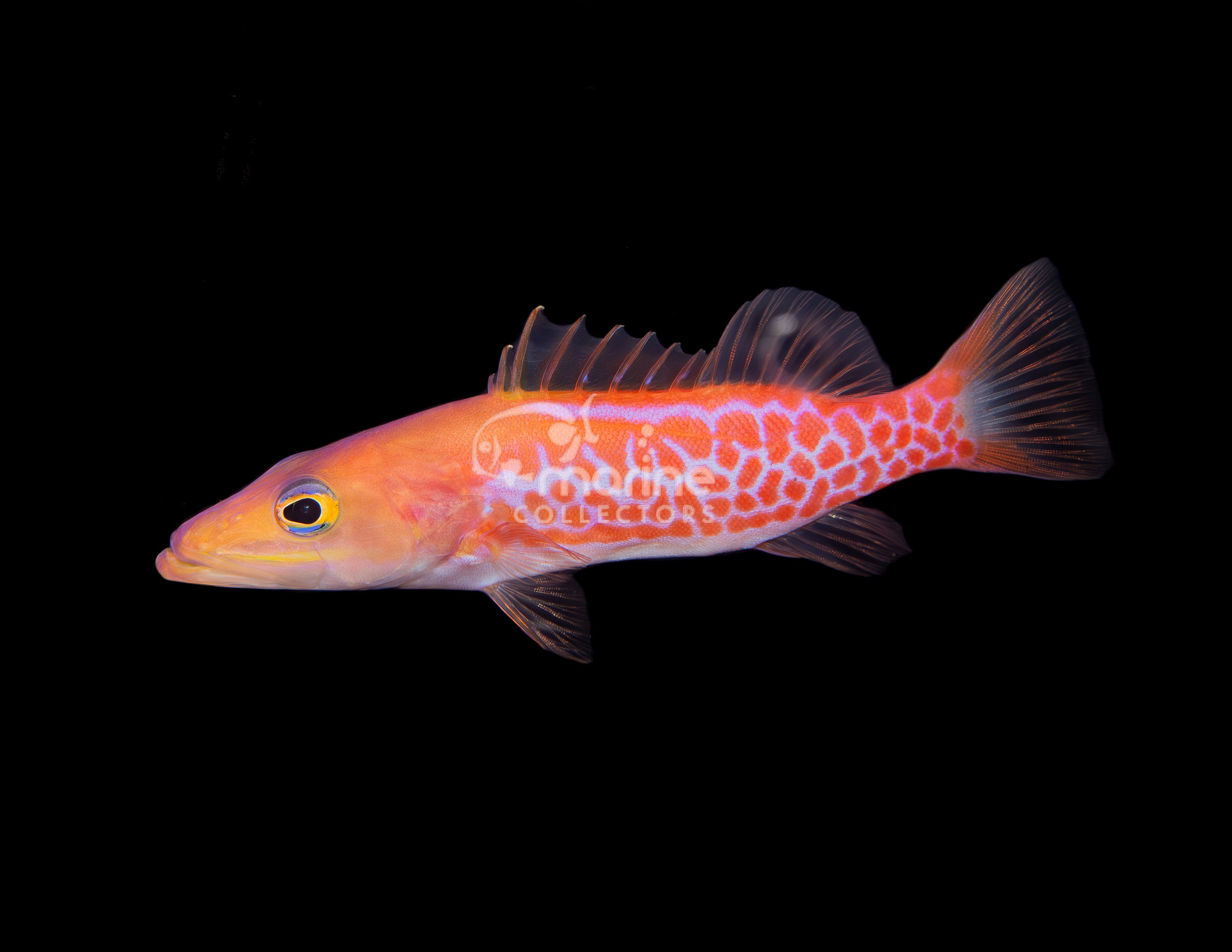 Sale! – Marine Collectors