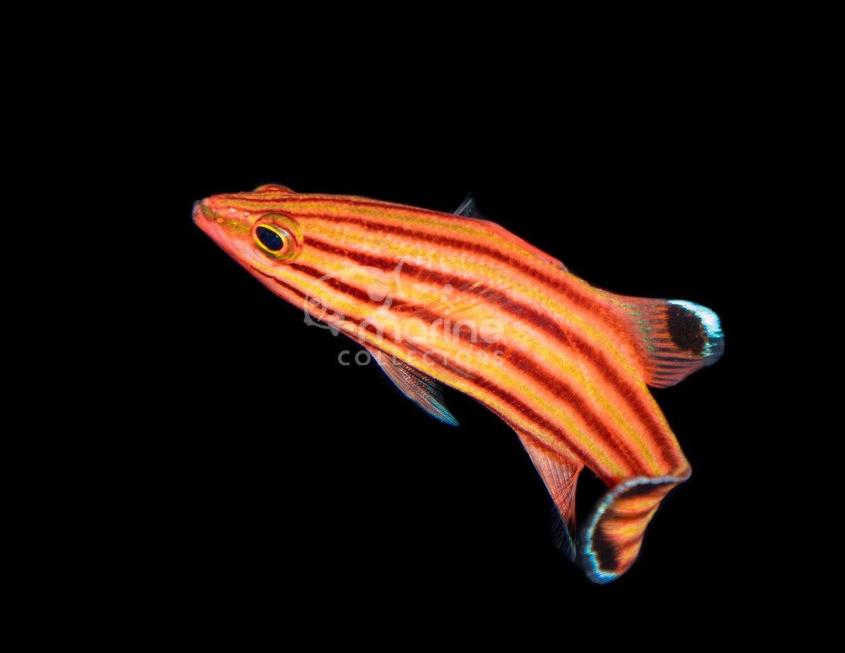 Swissgaurd Basslet