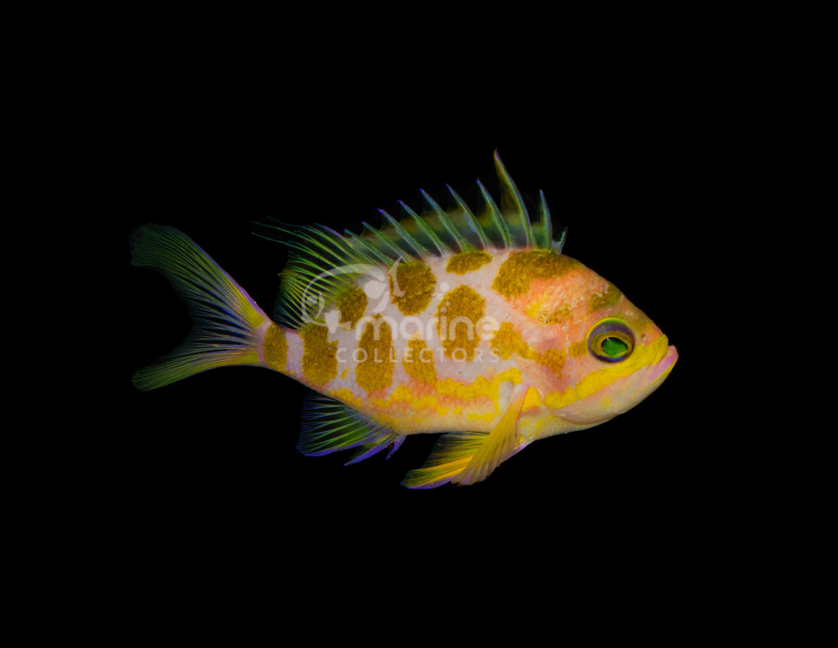 Borbonias Anthias [MALE]