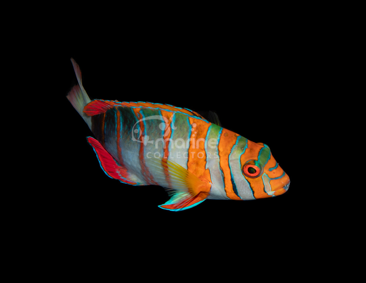 Harlequin Tuskfish [Australian]