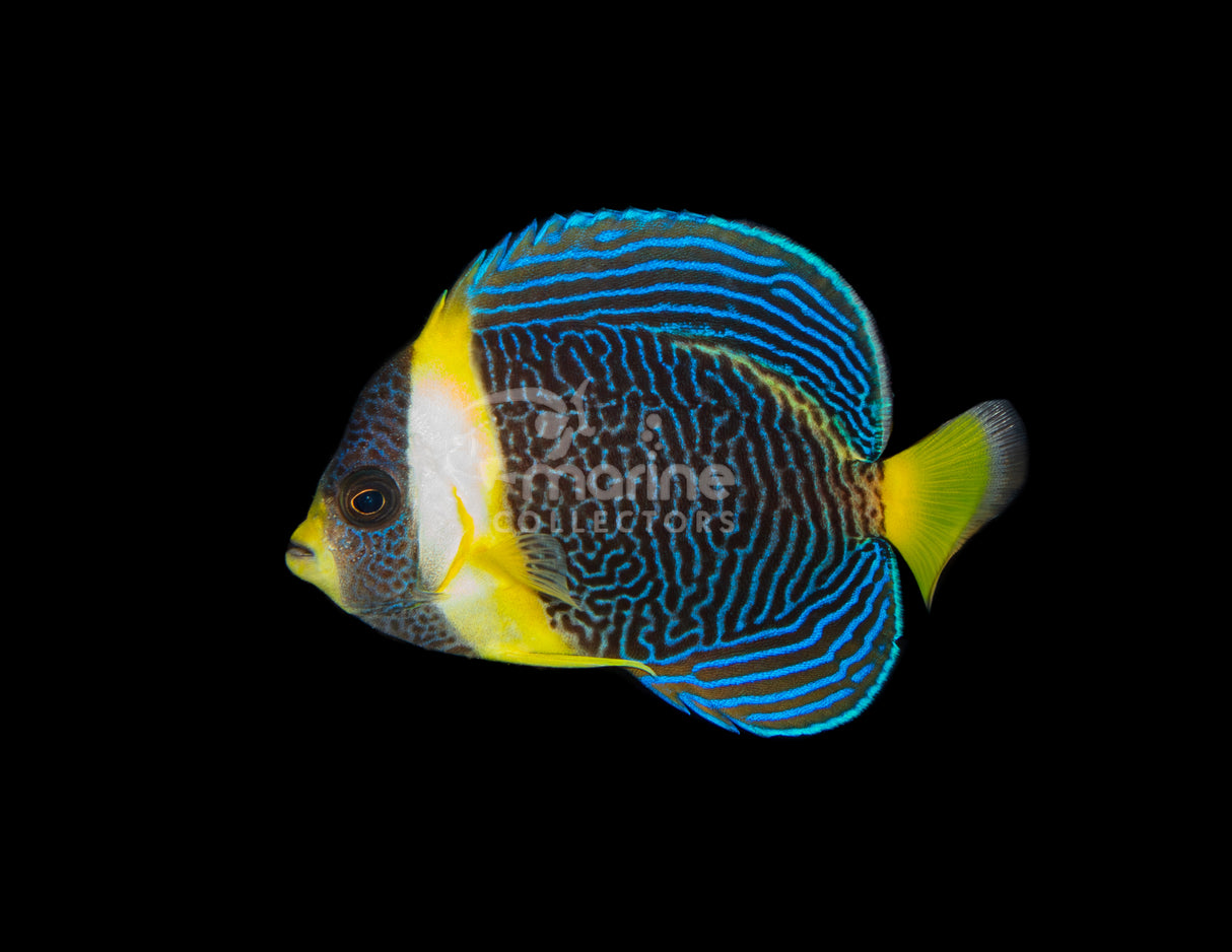Scribble Angelfish #1
