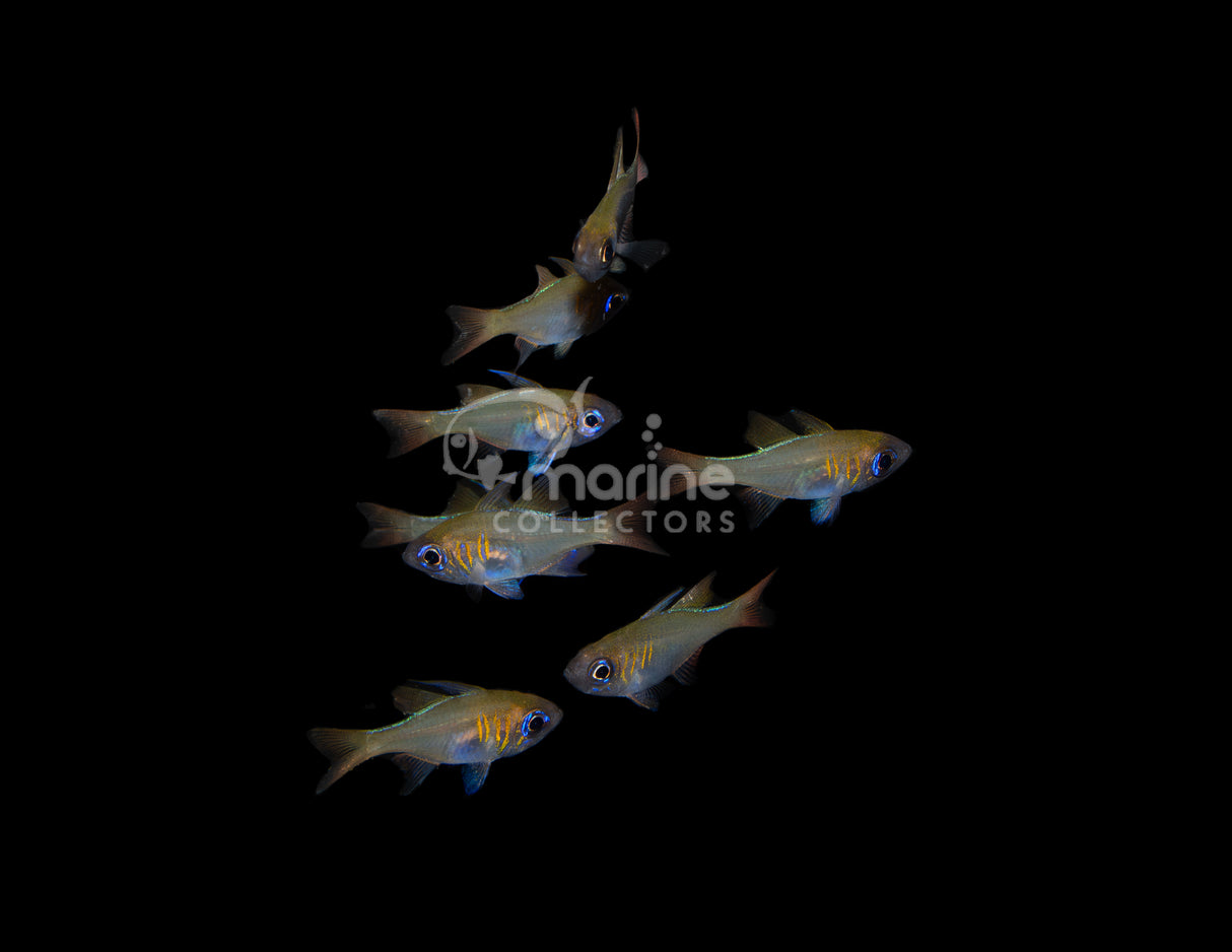 Long Spine Cardinal [Group of 8]