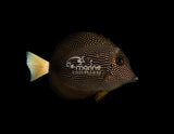 Barcode Gem Tang [B-grade]