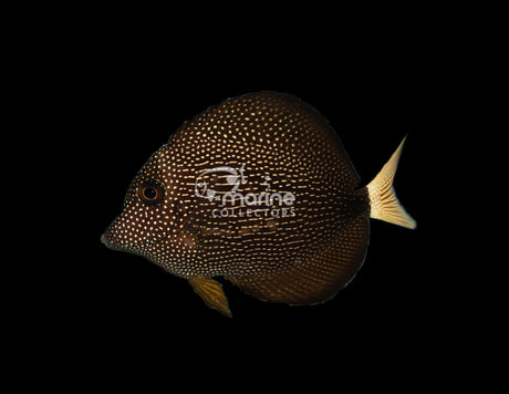 Barcode Gem Tang [B-grade]