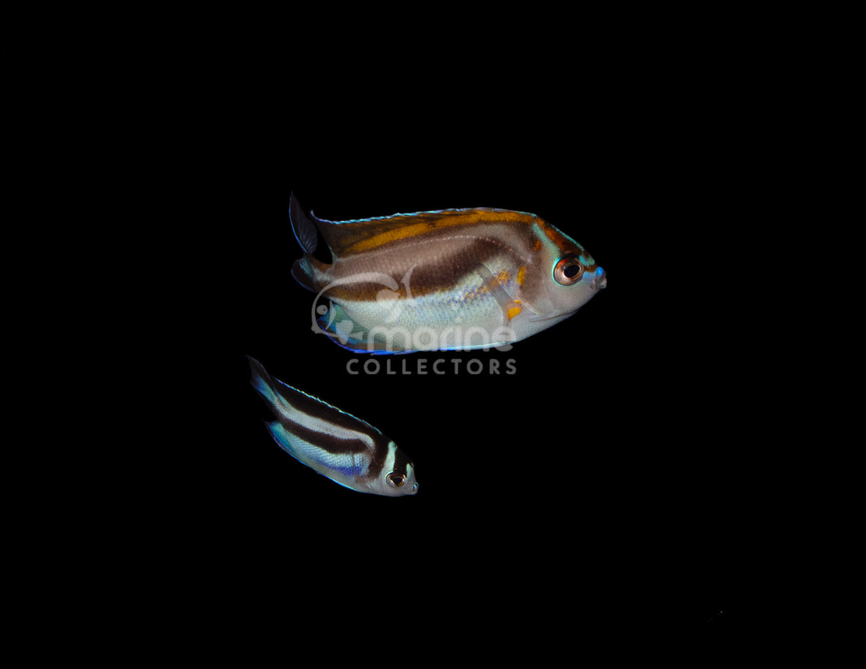 Bellus Angelfish [Transitional PAIR]
