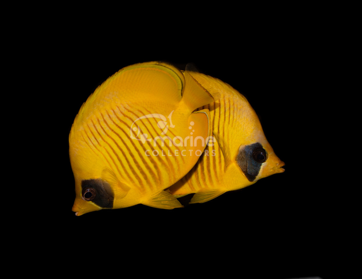 Semilarvartus Butterfly [PAIR] #2