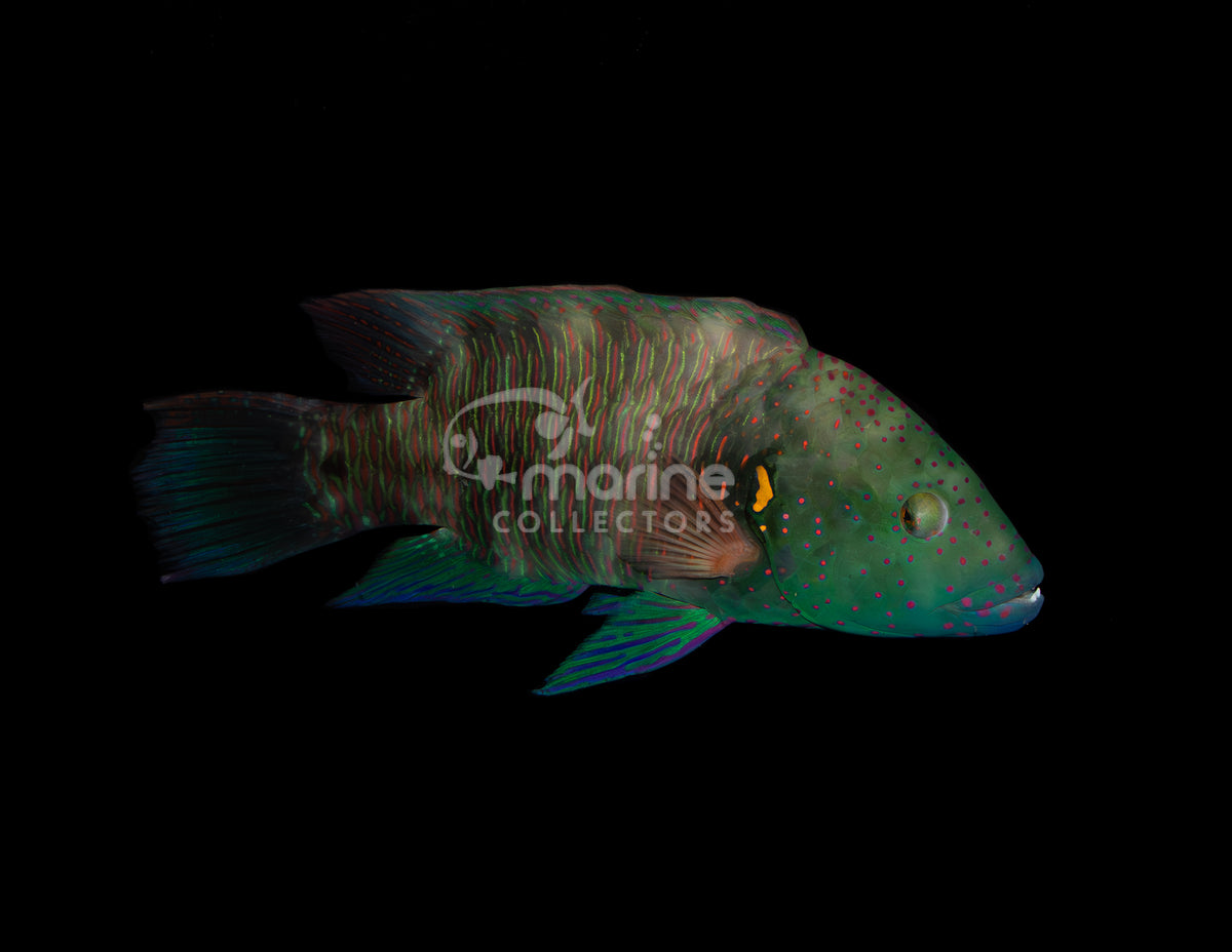 Broomtail Wrasse [MALE]