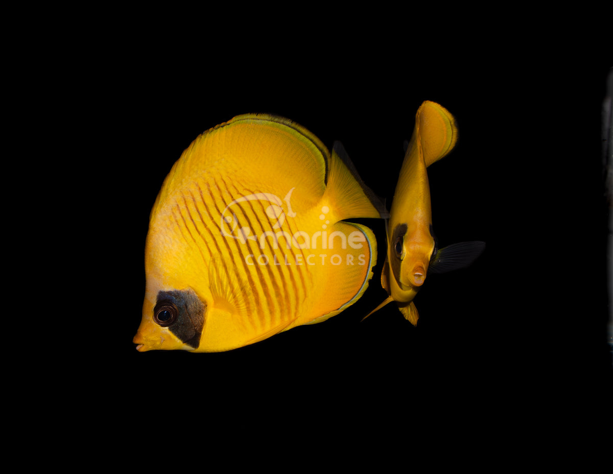 Semilarvartus Butterfly [PAIR] #1