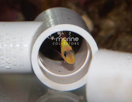 Dr. Seuss Soapfish [JUVENILE]