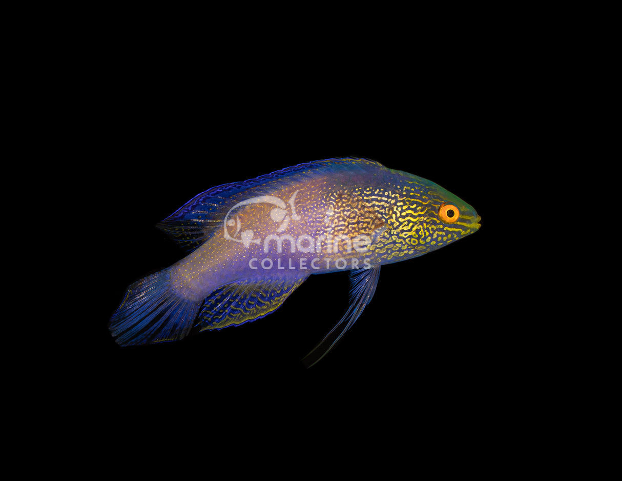 Rhomboid Wrasse [SUPERMALE]