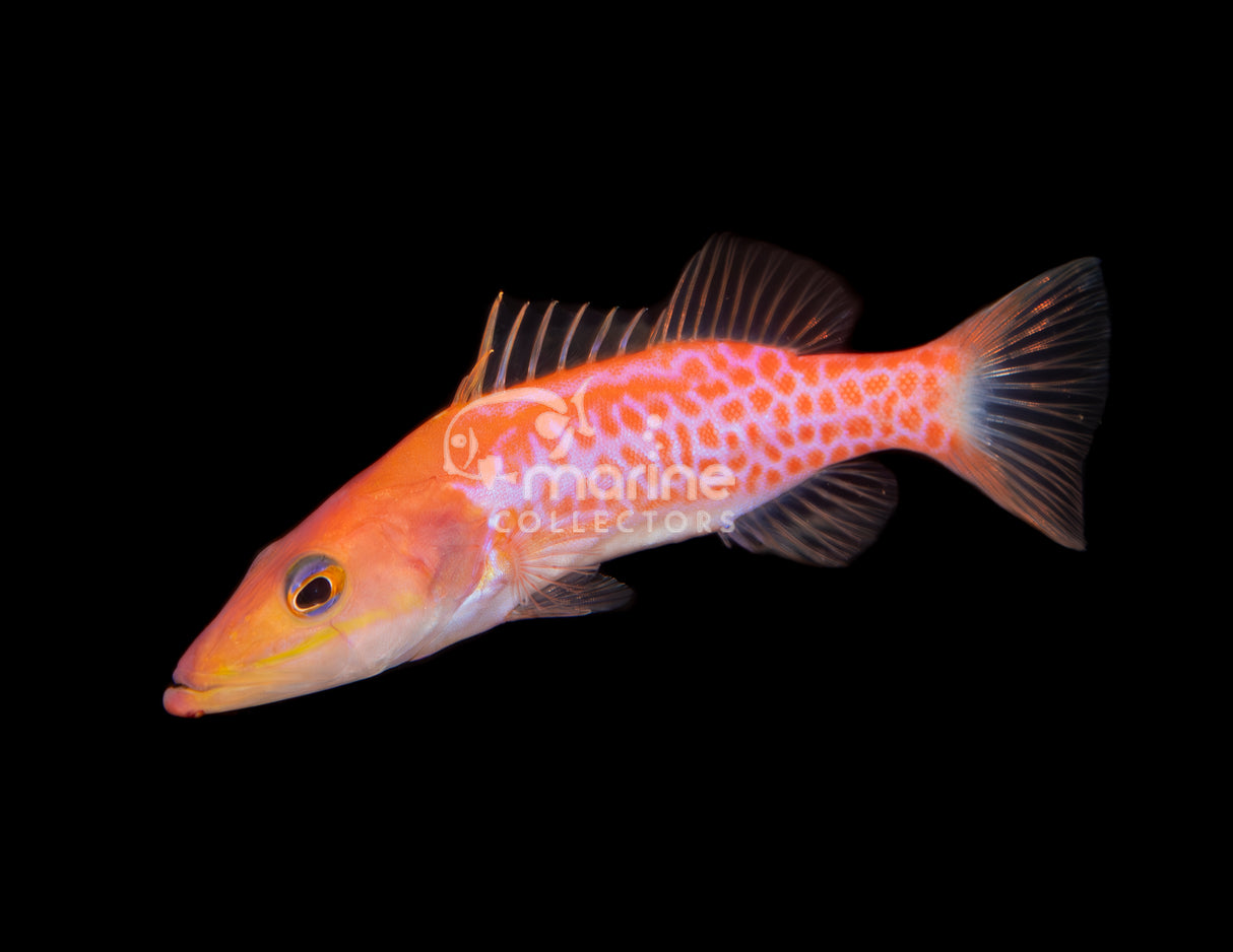 Dr. Seuss Soapfish