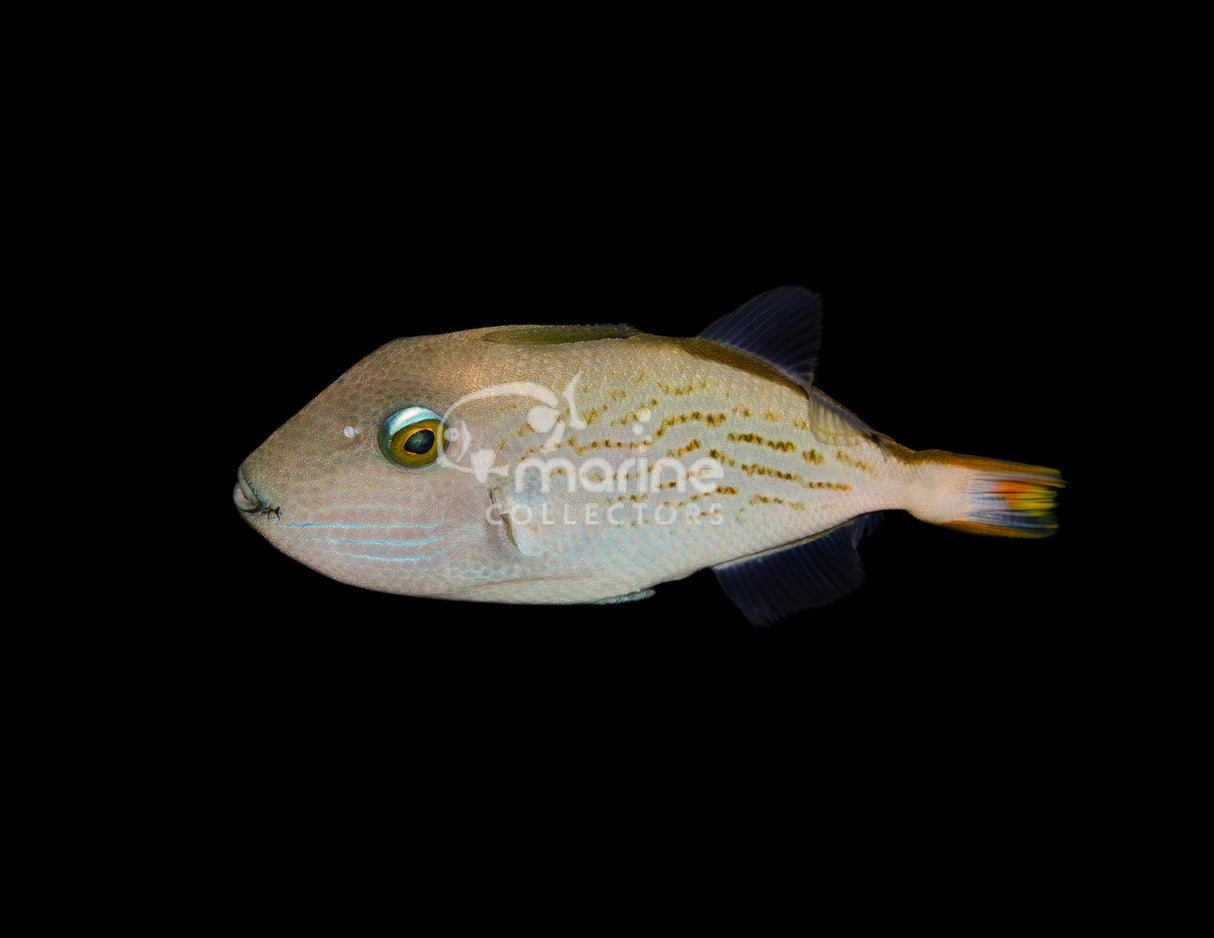 Line Spot Triggerfish [Juvenile] #3