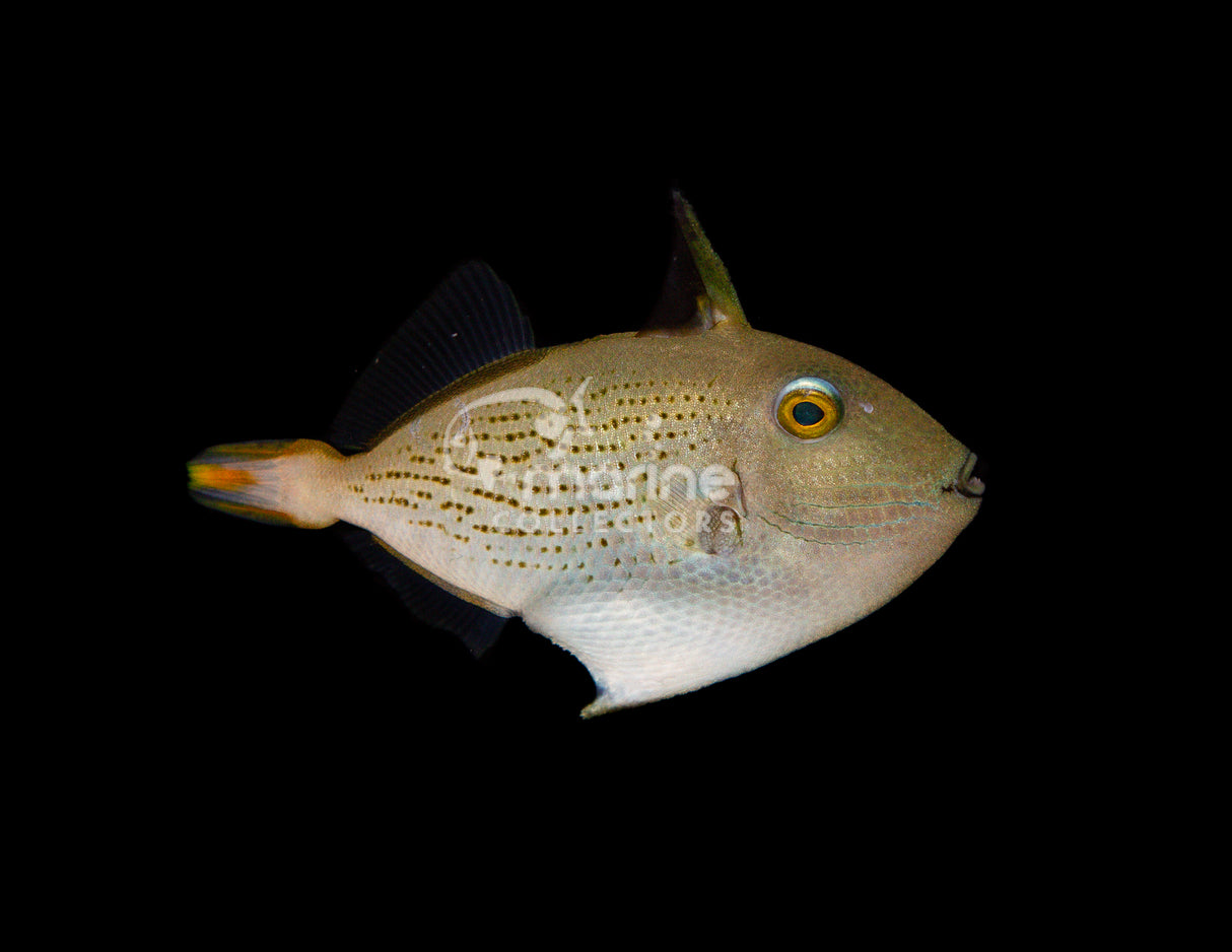 Line Spot Triggerfish [Juvenile] #2