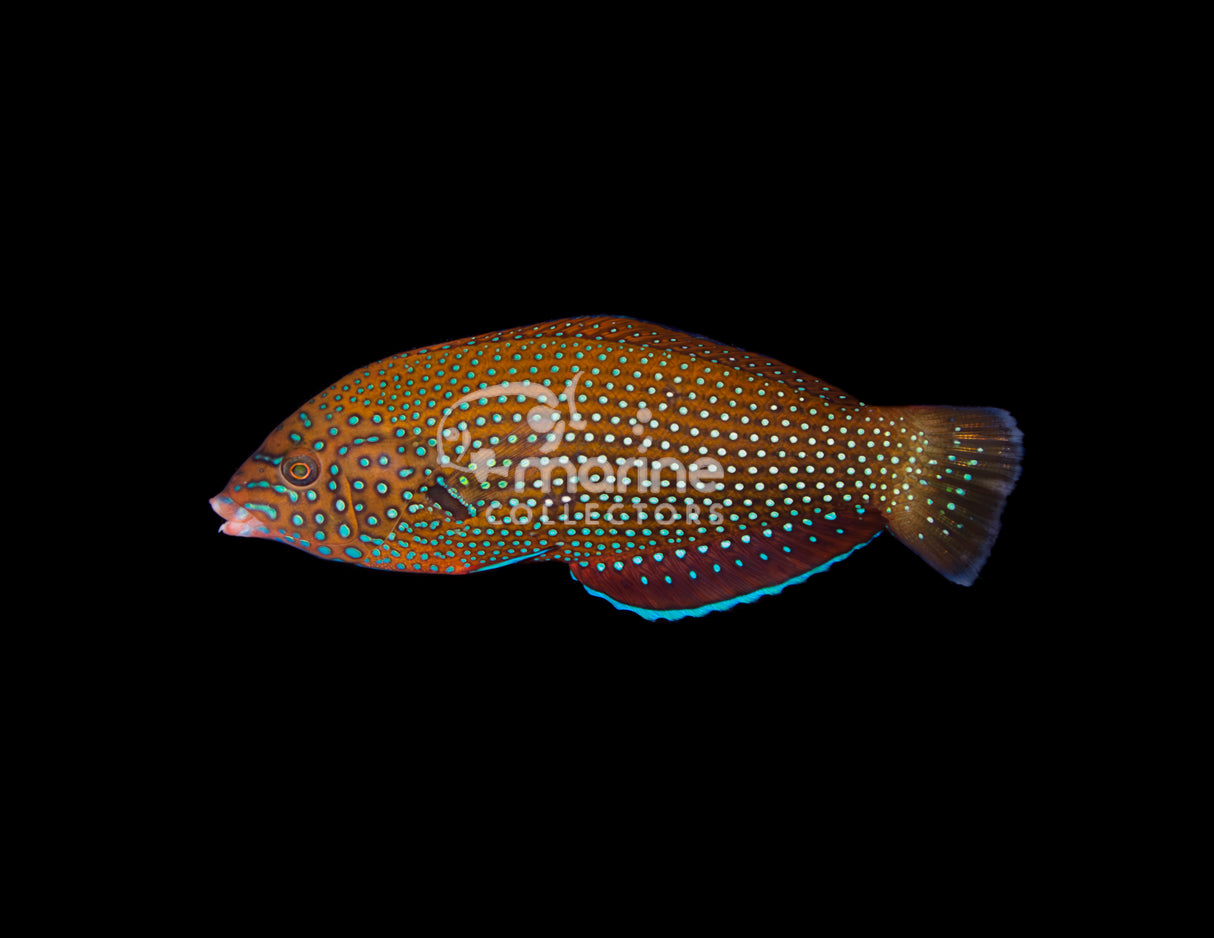 Blue Spotted Tamarin Wrasse
