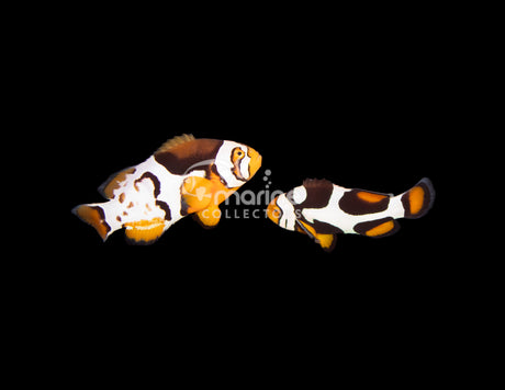 P1 Picasso/ Nebula Percula Clownfish [PAIR-Bali Aquarich]