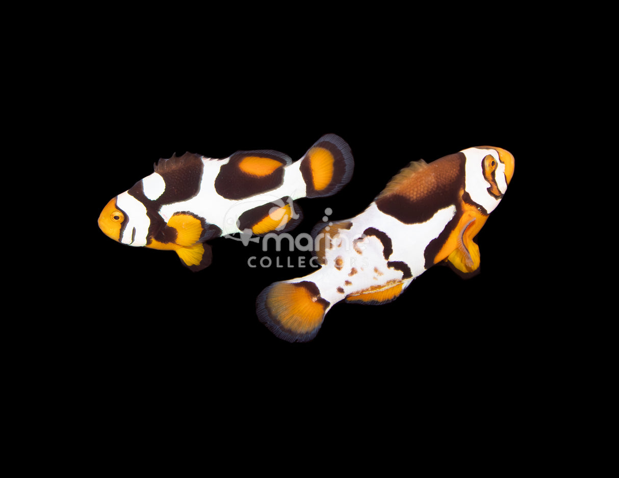 P1 Picasso/ Nebula Percula Clownfish [PAIR-Bali Aquarich]