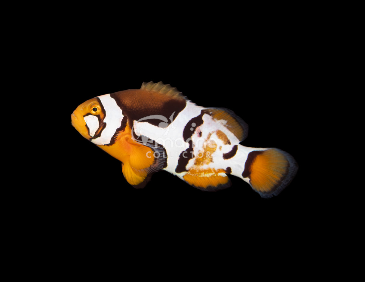 P1 Picasso/ Nebula Percula Clownfish [PAIR-Bali Aquarich]