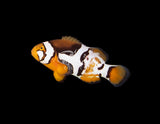 P1 Picasso/ Nebula Percula Clownfish [PAIR-Bali Aquarich]