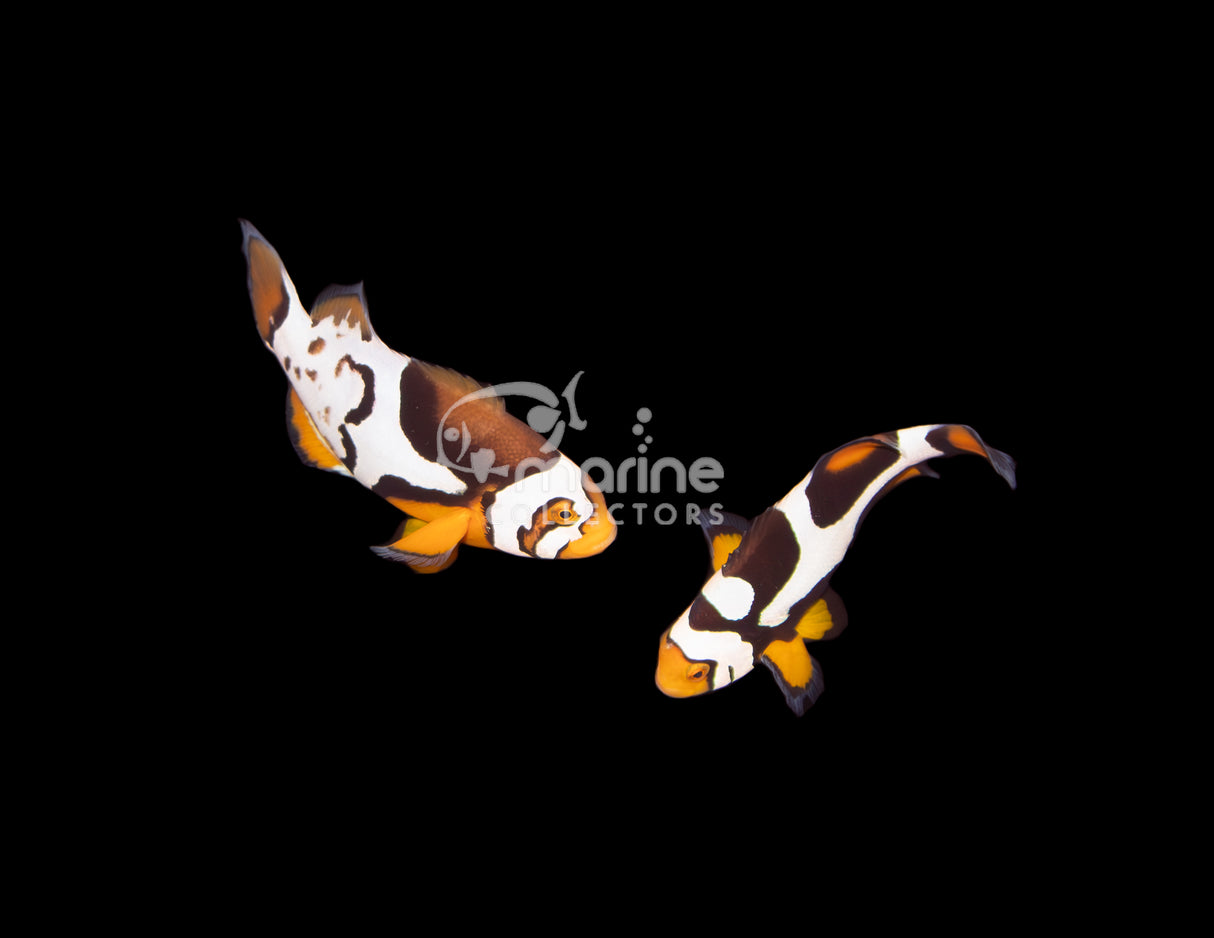 P1 Picasso/ Nebula Percula Clownfish [PAIR-Bali Aquarich]