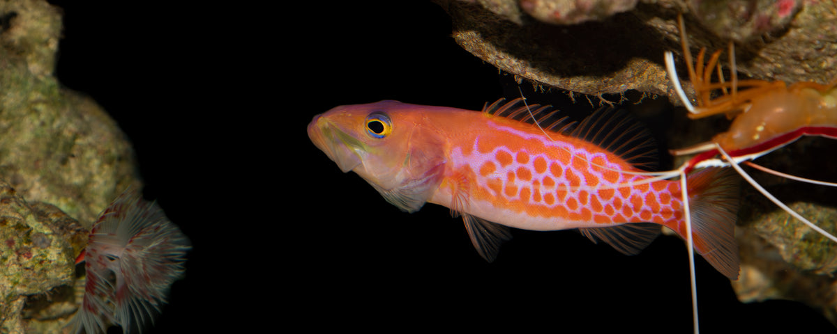 Aquarium Articles – Marine Collectors