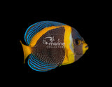 Scribble Angelfish