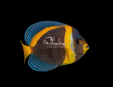 Scribble Angelfish
