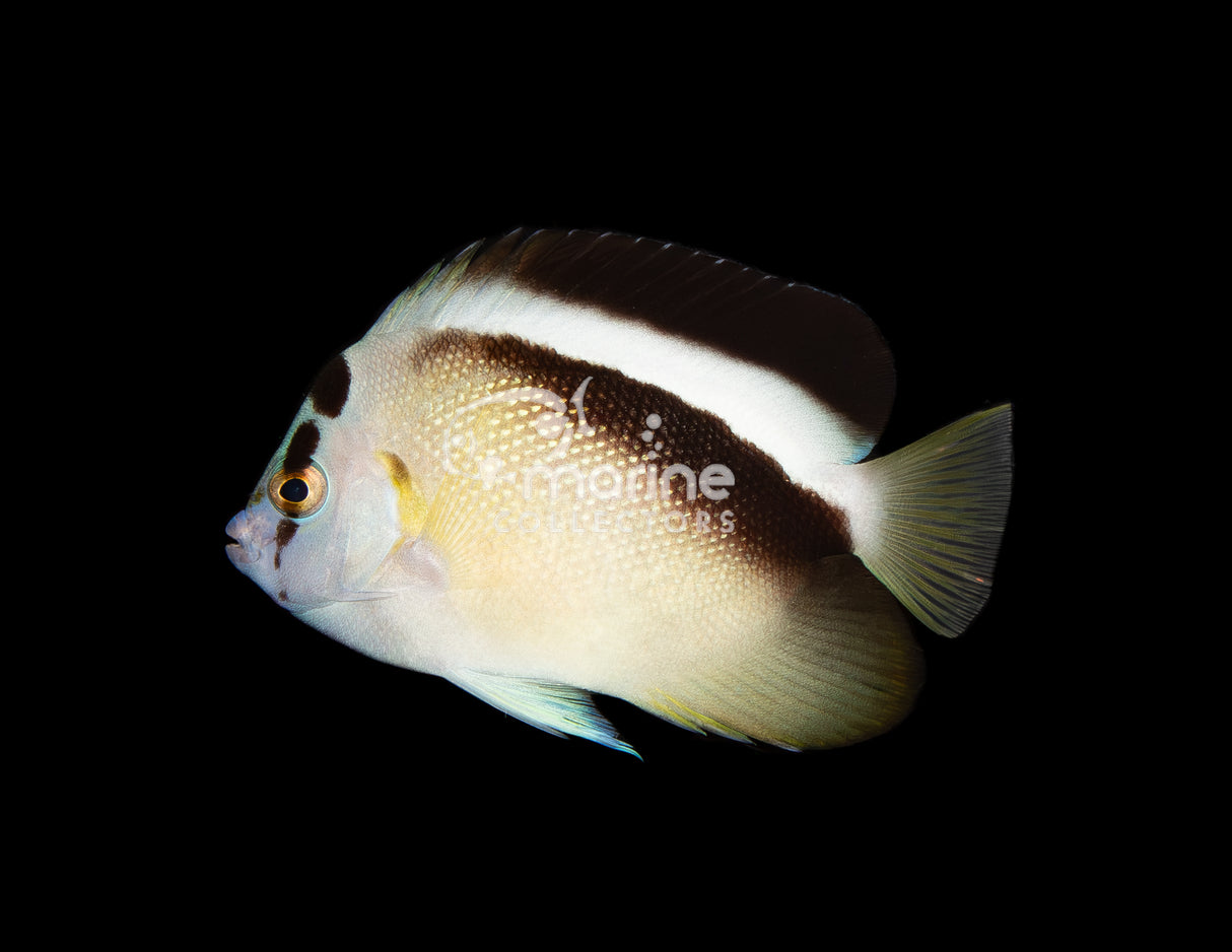 Griffis Angelfish
