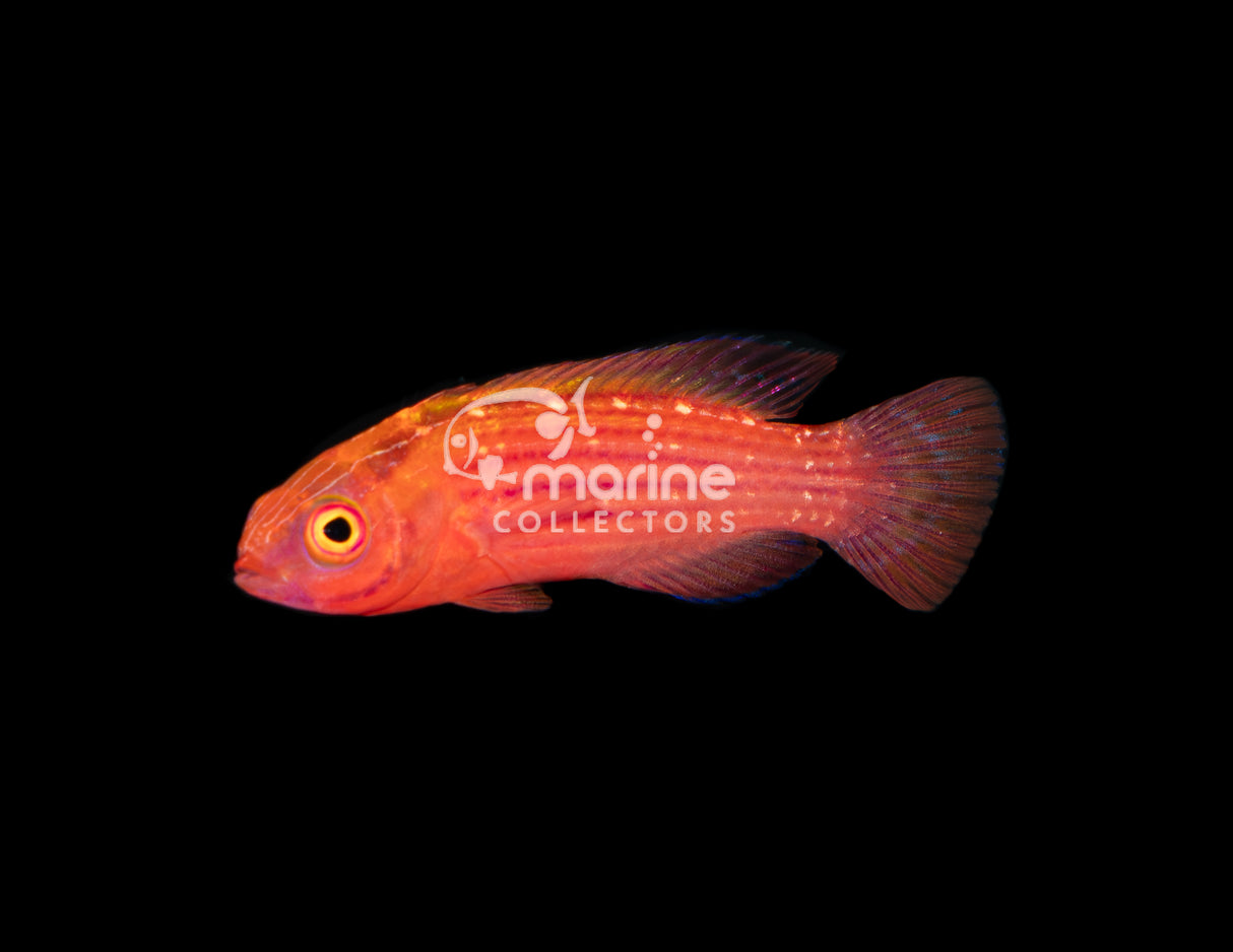 Earle's Wrasse #2