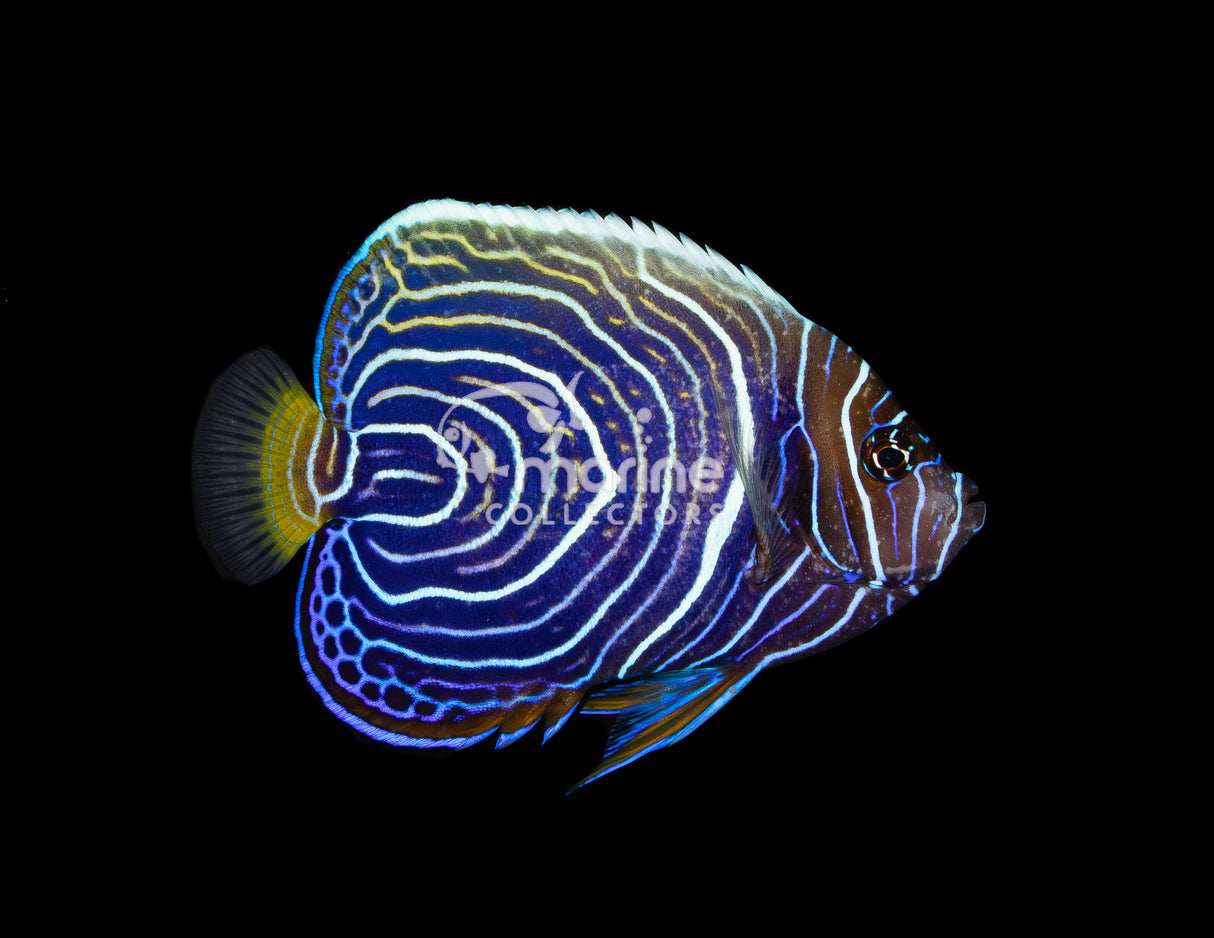Orange Tail Emperor [Kiribati - Changing]