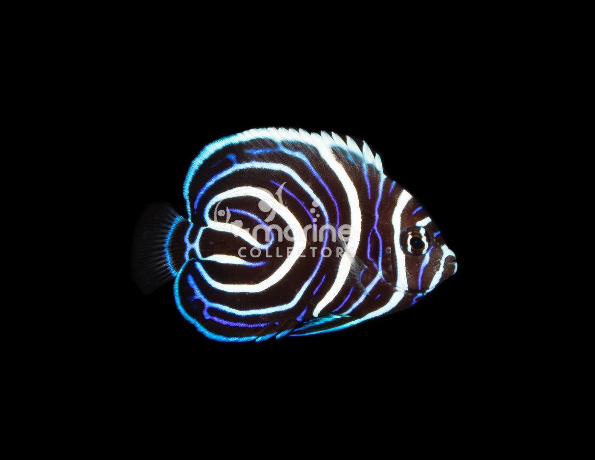 Orange Tail Emperor [Kiribati - Juvenile]