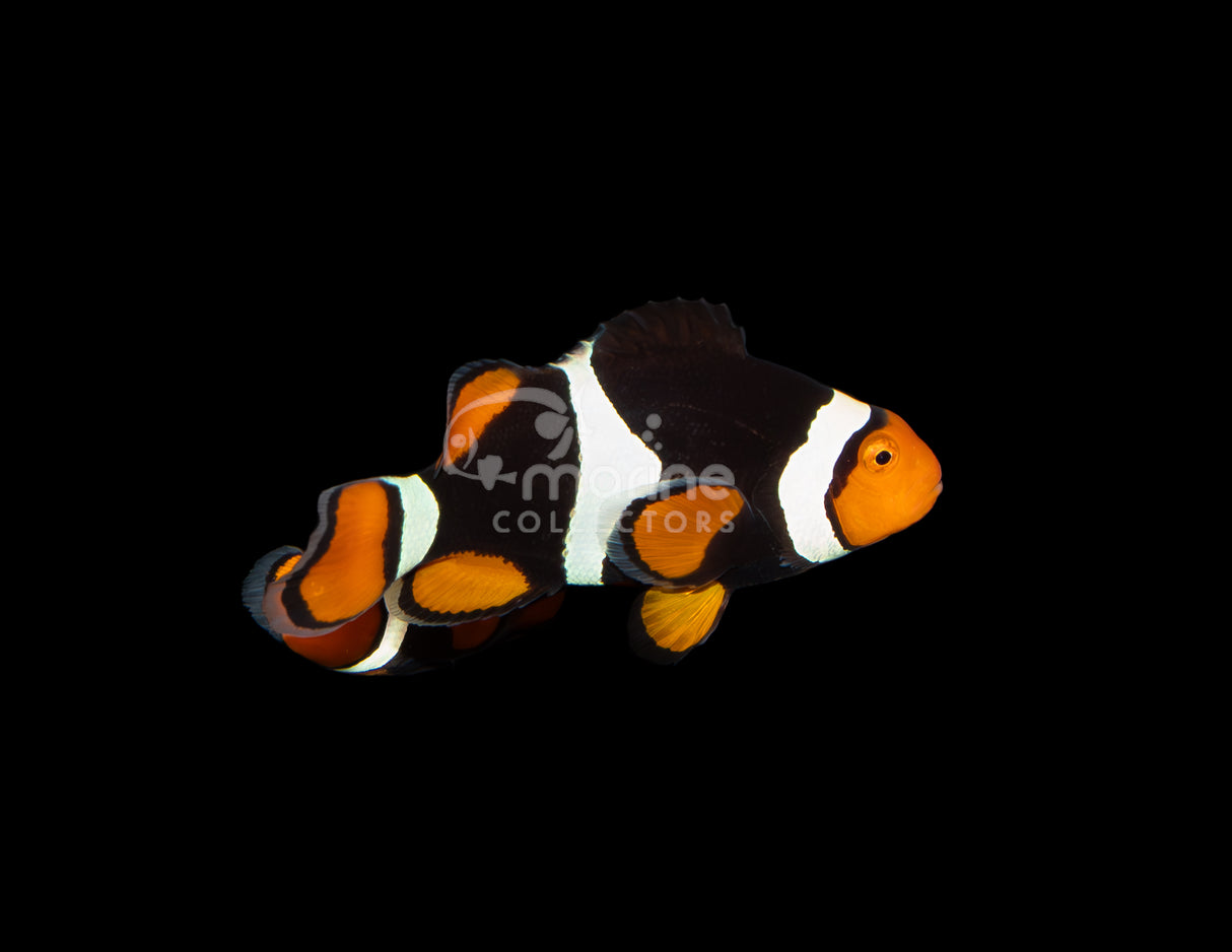 Onyx True Percula Clownfish [WILD]