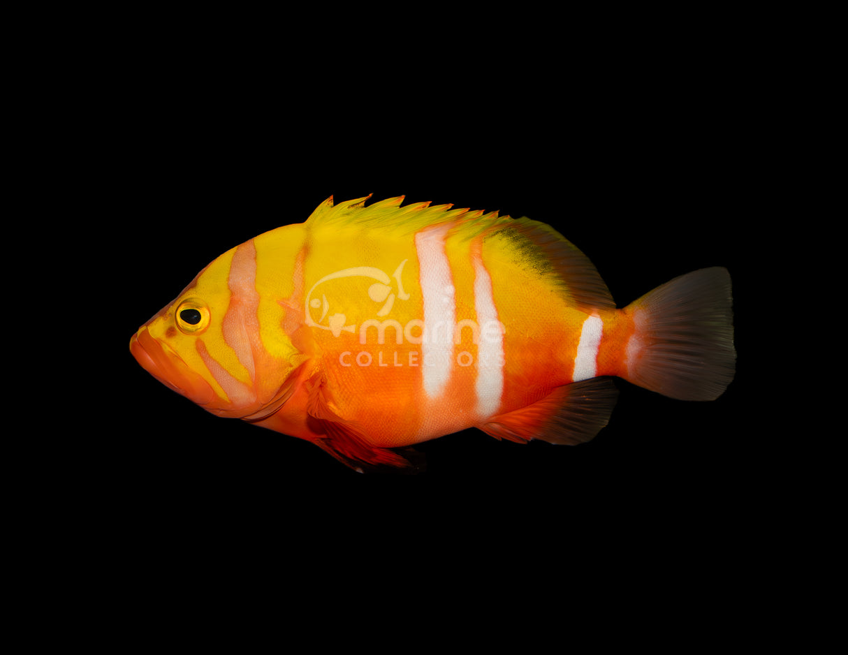 Neptune Grouper [Adult]