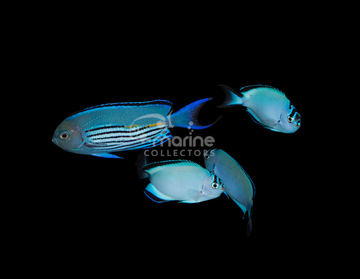Watanabei Angelfish [Group of 4 - TONGA]
