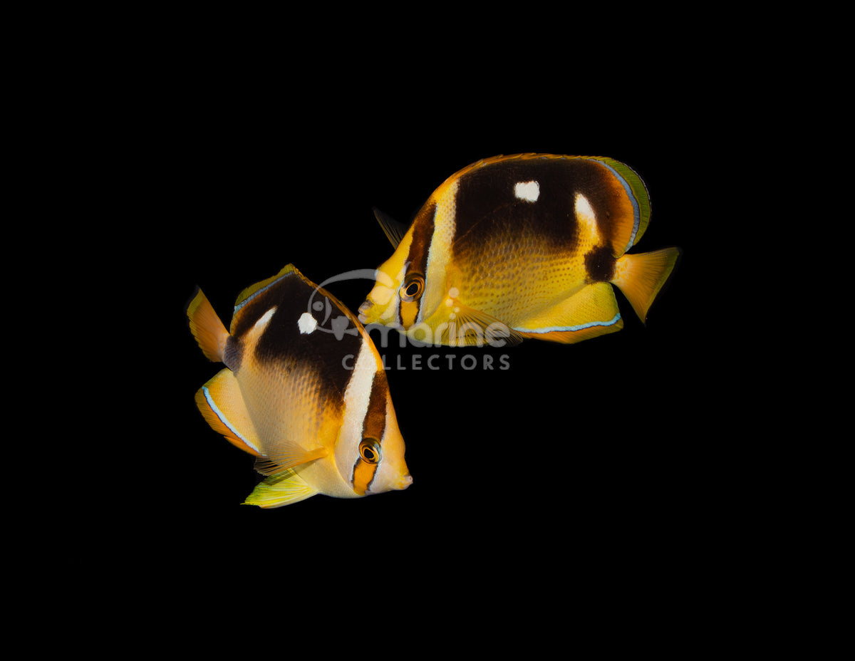 Four Spot Butterflyfish [TRUE PAIR]