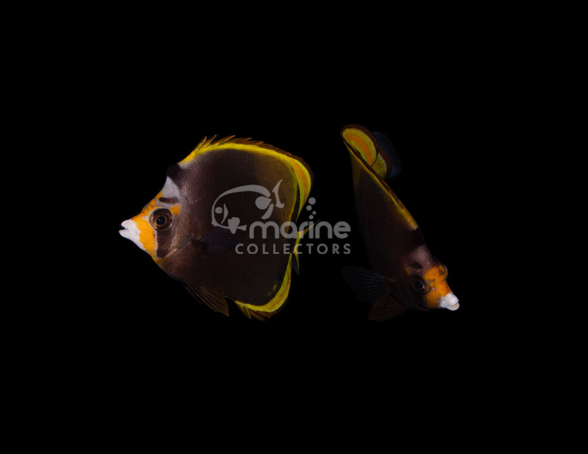 Yellownose/Black Butterflyfish [PAIR]