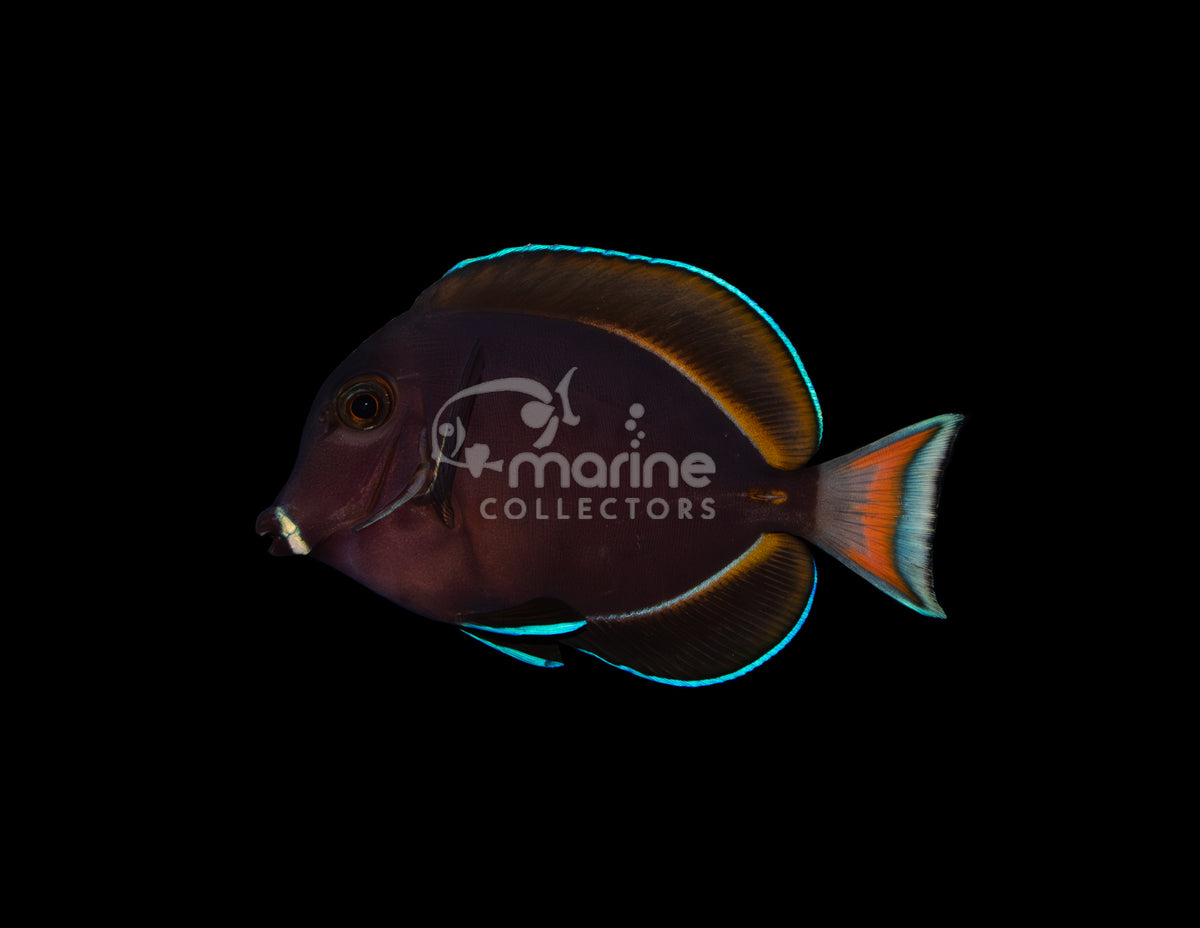 Achilles Hybrid Tang