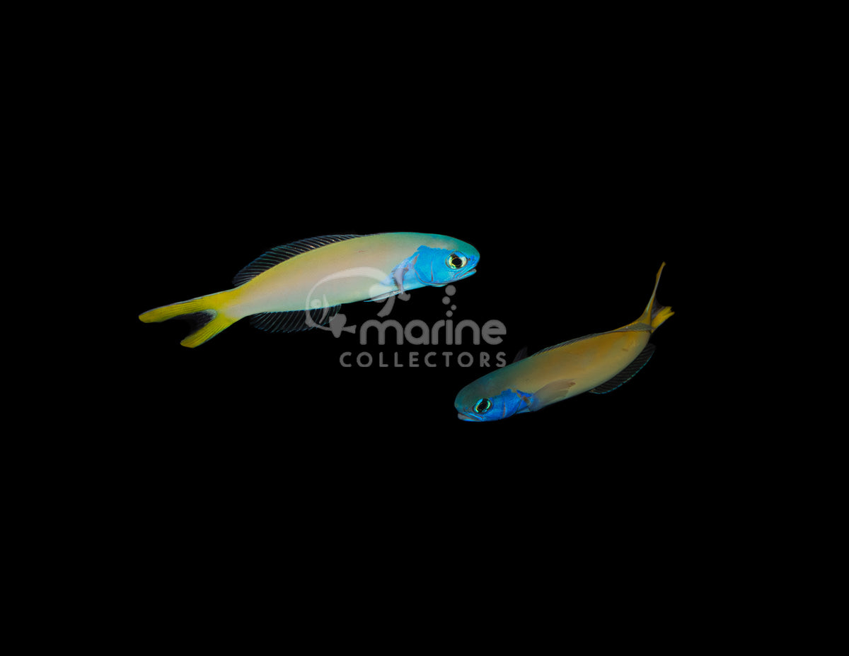 Bluehead Tilefish [2 lot]