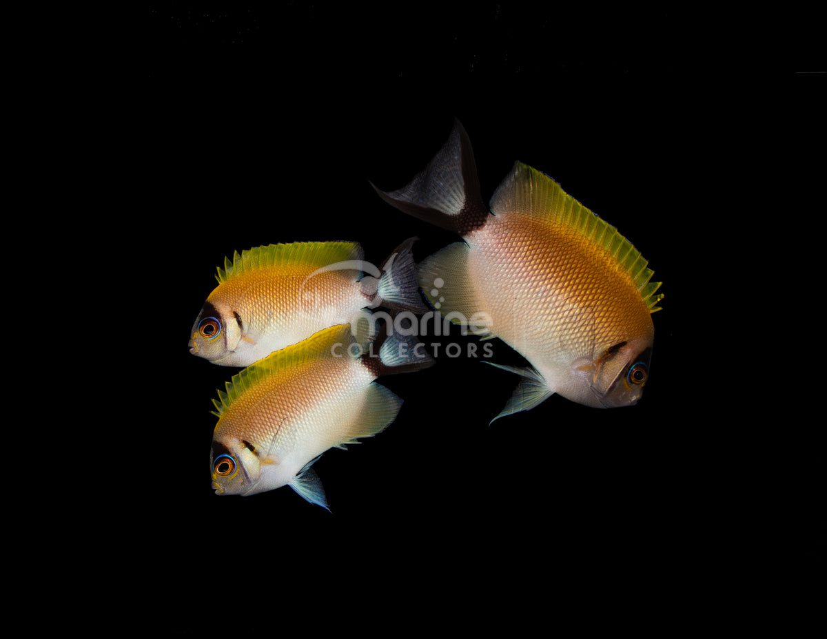 Japanese Masked Swallowtail [3 lot]