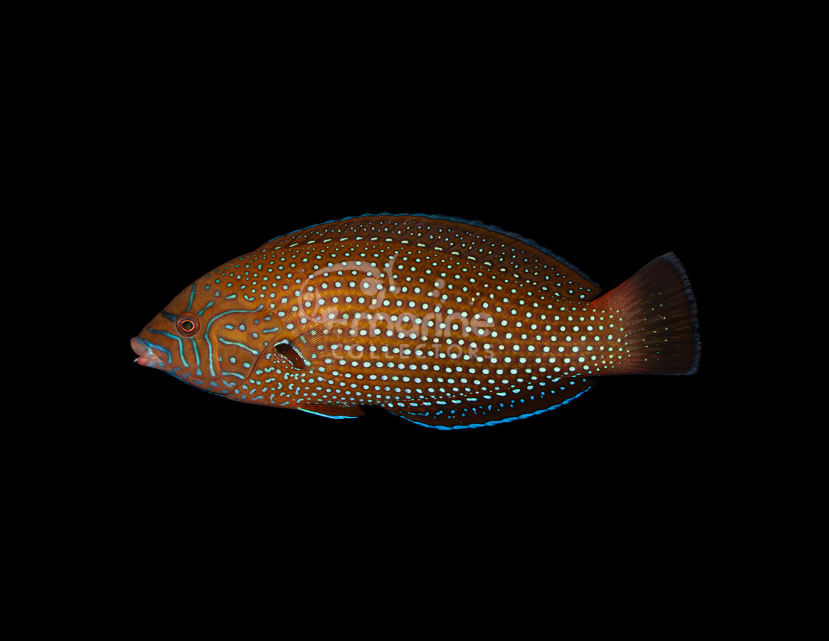 Blue Spot Tamarin Wrasse