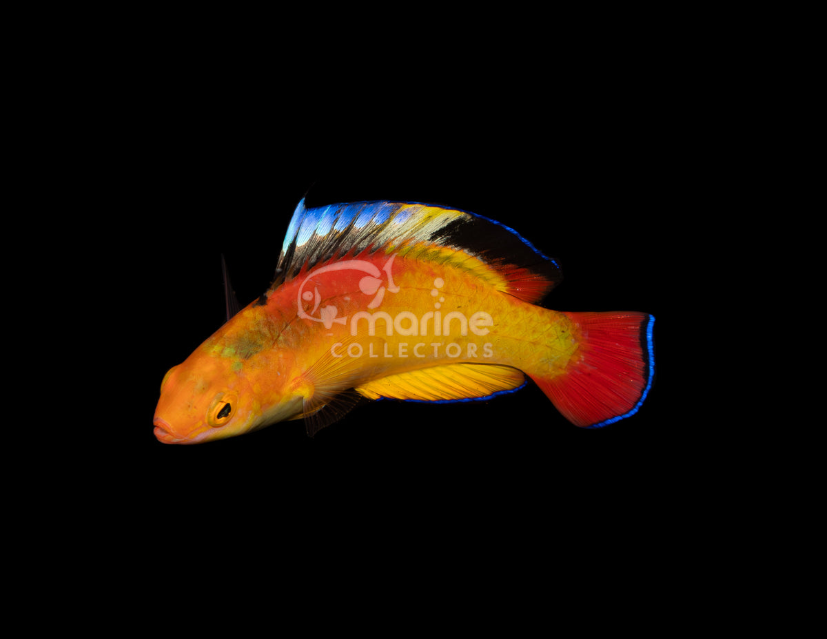 Tongan Flame Wrasse [Supermale]