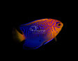 Interruptus Angelfish-Marine Collectors
