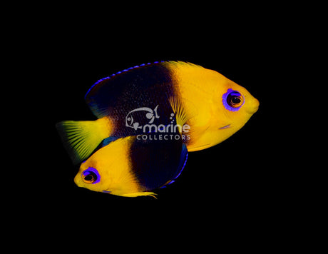 Joculator Angelfish [PAIR]-Marine Collectors