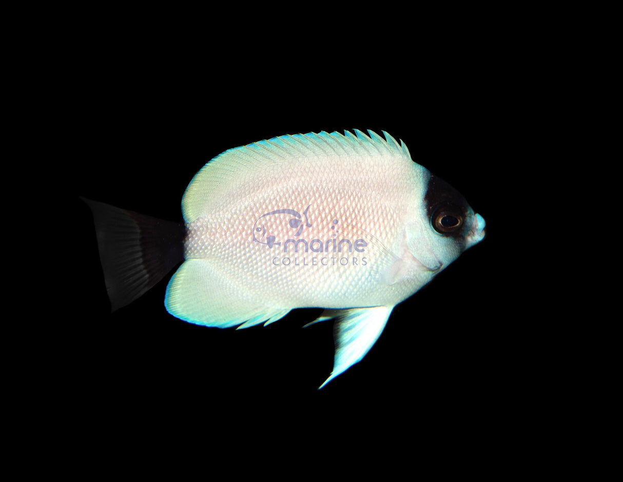 (KB) Personatus Angelfish-Marine Collectors