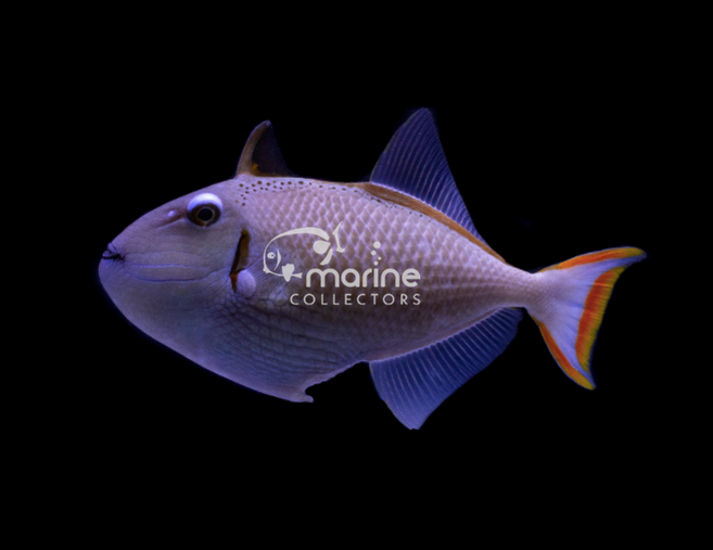 Triggerfish Filefish Filefish & Triggerfish – Marine Collectors