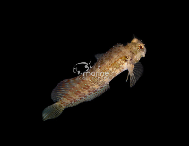 Lawnmower Blenny-Marine Collectors