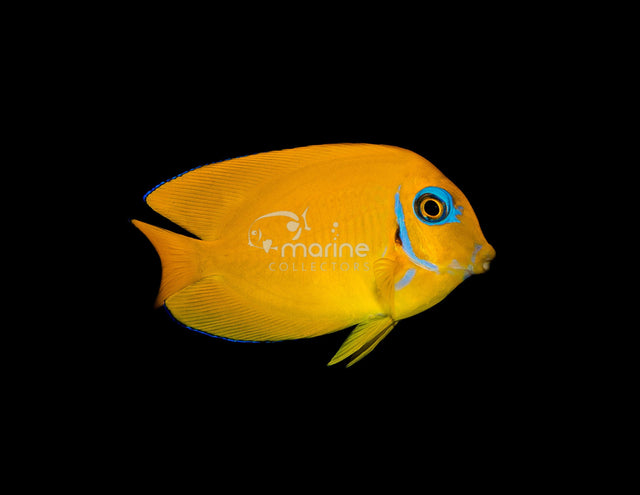 Lemonpeel Mimic Tang-Marine Collectors