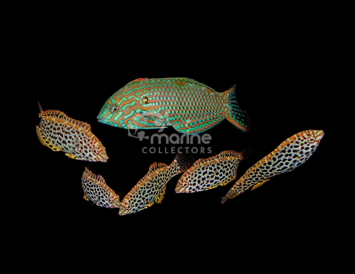 Leopard Wrasse-Marine Collectors