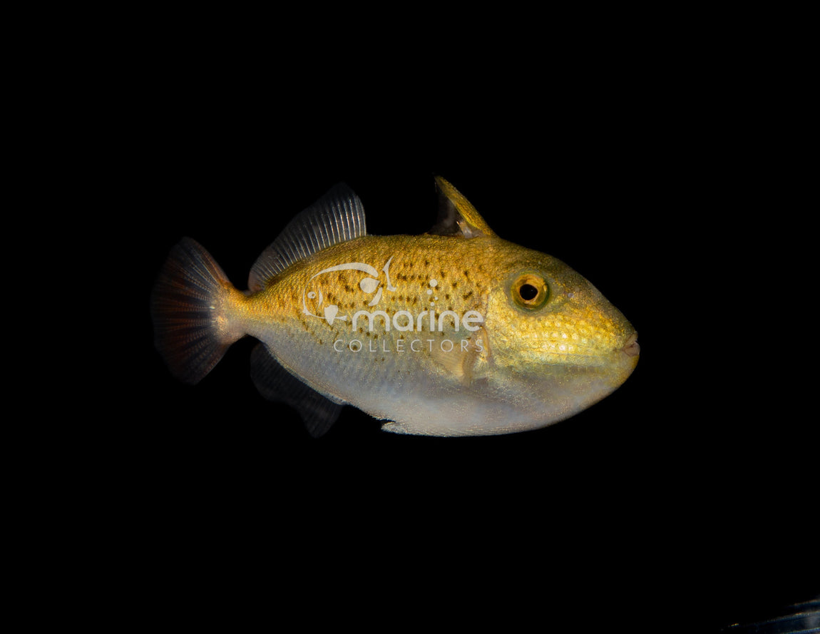 Triggerfish Filefish Filefish & Triggerfish – Marine Collectors